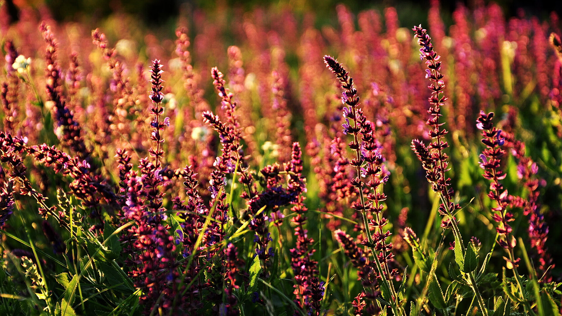 乐鱼体育网页-马克·阿特金森再度领衔南非进攻,关键时刻屡建奇功,阿特金森和麦克里兰